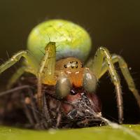 Orb-Web Spider with prey 1 